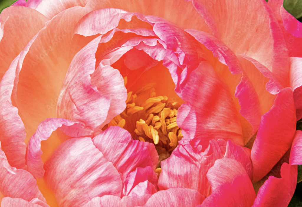 Blume rot